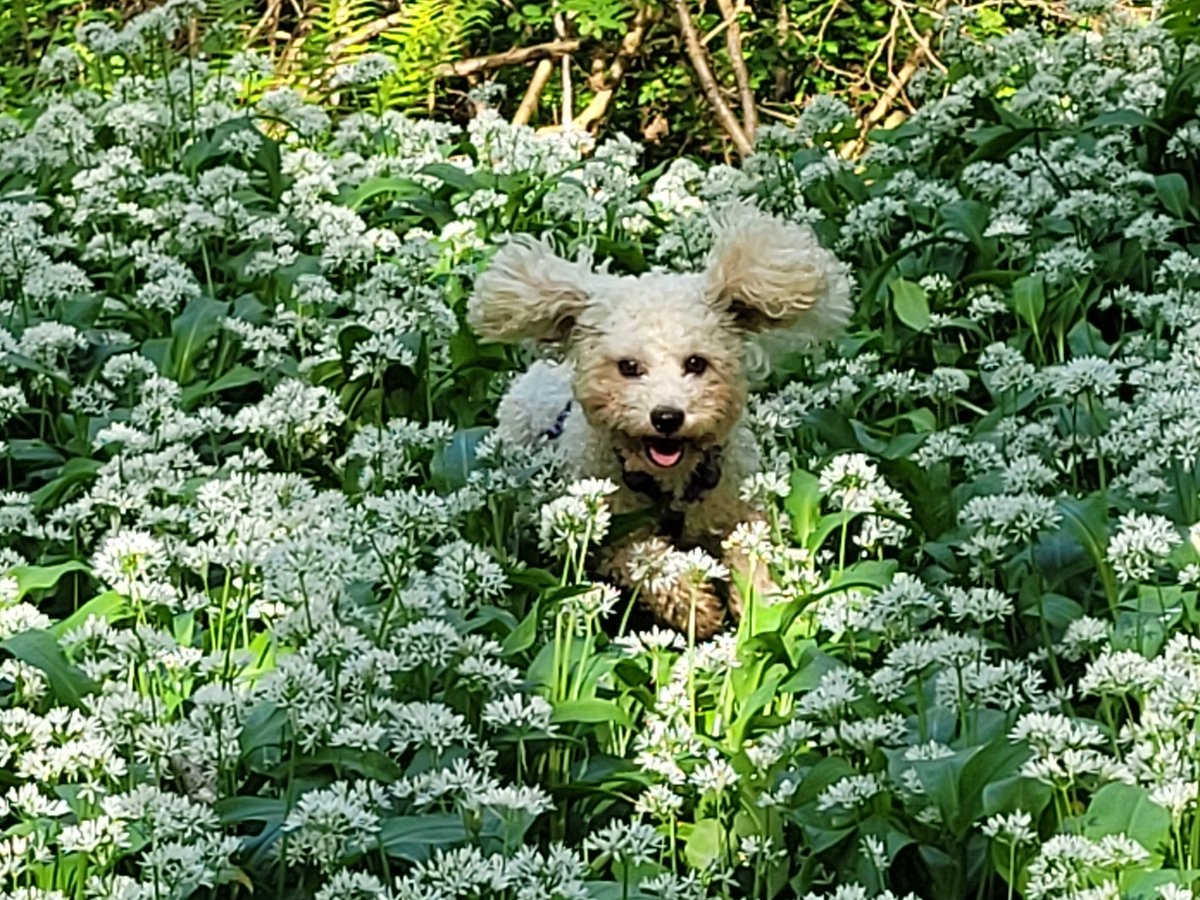 A walk in the woods before dipping my toes into @CrimeFest's waters. I think Bella likes the woods!