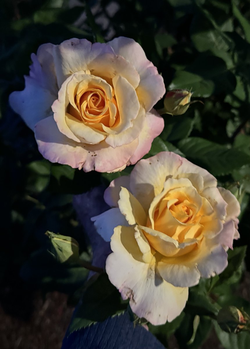 #HybridTeaRoses #FlowerPhotography Rosa 'Sunny Sky' Sunny Skies After Sunset flickr.com/photos/2120271… Photo © outdoorPDK at Flickr, Napa, California, U.S.A., May 8, 2024 #GardeningTwitter #GardeningX