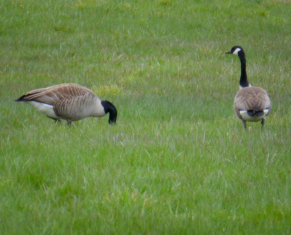 Team Canada near Inverness.