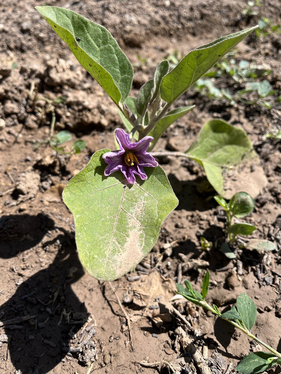 #claustrovirtual El preludio del verano va asomando en nuestro huerto 🍅🫑🍆<a href="/azaruski/">Azahara Zayn🌱</a> <a href="/maestrofrantic/">@prendiendo con el maestro Fran</a> <a href="/imgende/">Ingrid Mosquera</a> <a href="/Profe_RamonRG/">Profe Ramón ✐</a> <a href="/RossellimacEDU/">Rossellimac EDU. 💭💡🙌🏻</a> <a href="/AnaZamora77/">Ana Zamora Arenas</a> <a href="/eduplat_es/">EduPlat</a> <a href="/educlaustro/">Educlaustro | Boletín educativo</a>