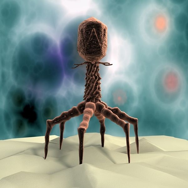 A bacteriophage. Bacteriophages are viruses that infect and replicate within bacteria.