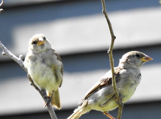Small birds singing in the backyard every morning when I wake up now. It is nice to have them back again for the summer.
