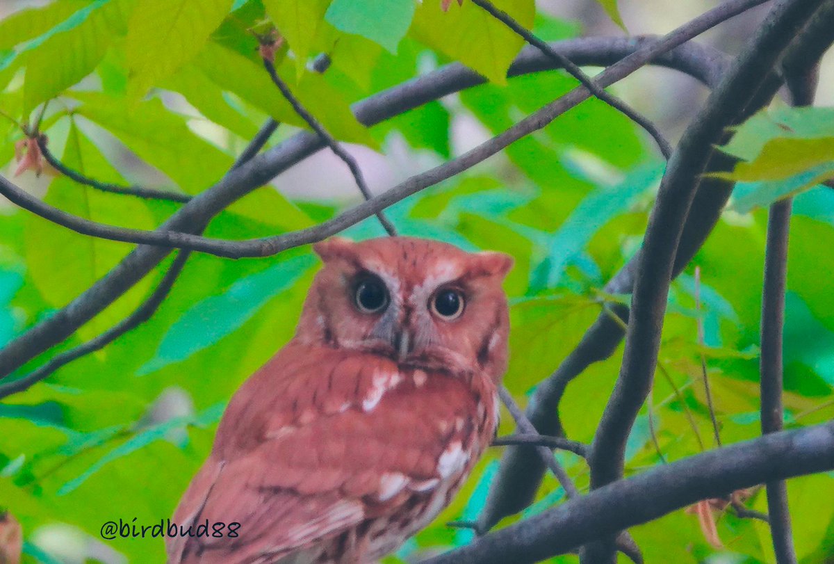 Mama Screech 🦉after fly out to hunt 😍 #NaturePhotography #TwitterNatureCommunity #TwitterNaturePhotography #nature #birdwatching #BirdTwitter #birdphotography #owls