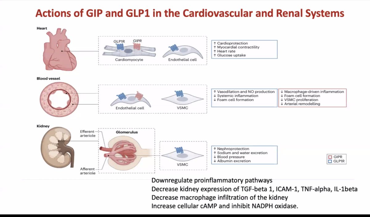 manjusha yadla (@myadla) on Twitter photo <a href="/ISNkidneycare/">Int Society of Nephrology</a>
<a href="/kramer_holly/">Holly Kramer, MD, MPH</a>
<a href="/aymwanghkuhk/">Angela Wang</a>
benefit on reduction of GFR decline in Pts with 30-60 ml/min
A reduction in composite endpoint by 37%
Dual drug protection
CV benefits of GLP1 <a href="/ISNkidneycare/">Int Society of Nephrology</a>
<a href="/kramer_holly/">Holly Kramer, MD, MPH</a>
<a href="/aymwanghkuhk/">Angela Wang</a>
benefit on reduction of GFR decline in Pts with 30-60 ml/min
A reduction in composite endpoint by 37%
Dual drug protection
CV benefits of GLP1
