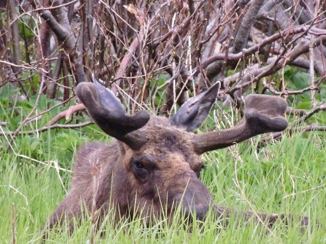 A moose having a nap on the newly grown green grass. As you can see he is just growing back a new set of antlers for the breeding season later this summer. Just look how well he just blends into the background here while he is snoozing.