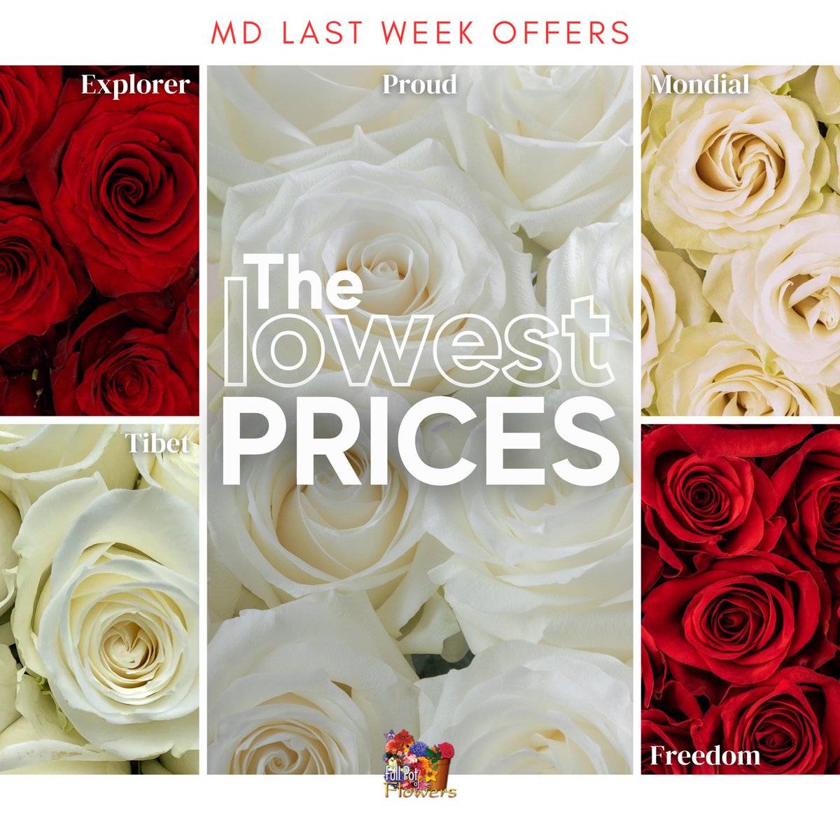 #roses #promo #wholesaleflowers #flowers #bestprices