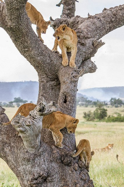 Lion cubs in Serengeti National Park, Tanzania😊
