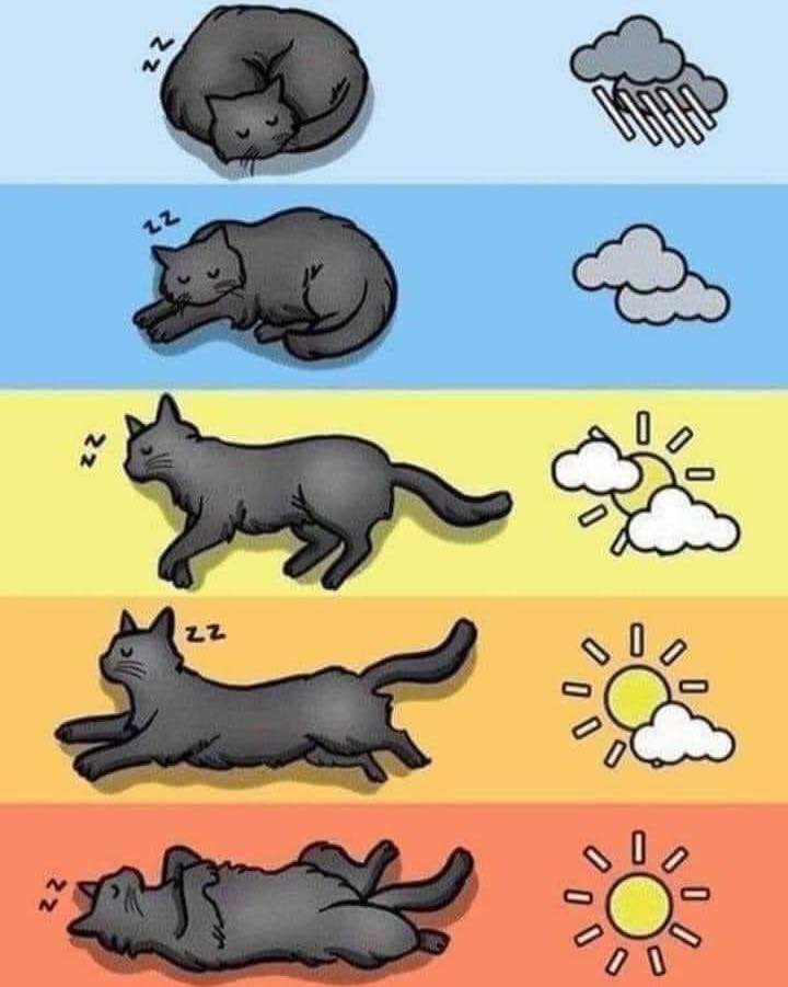 The cat's sleeping pattern tells you the weather 🤣🧡