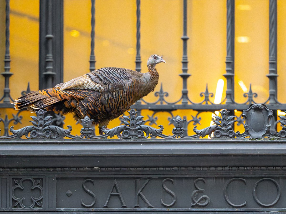 Astoria the wild turkey went shopping at @saks Fifth Avenue yesterday afternoon. (Midtown Manhattan, New York) #birds #birding #nature #wildlife #birdcpp