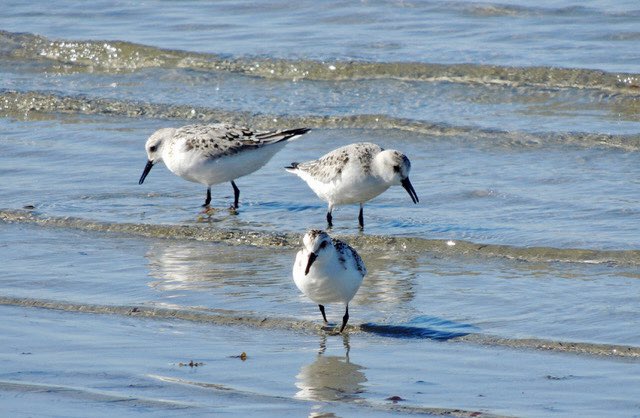 Some little seabirds on the shoreline on a sunny morning.