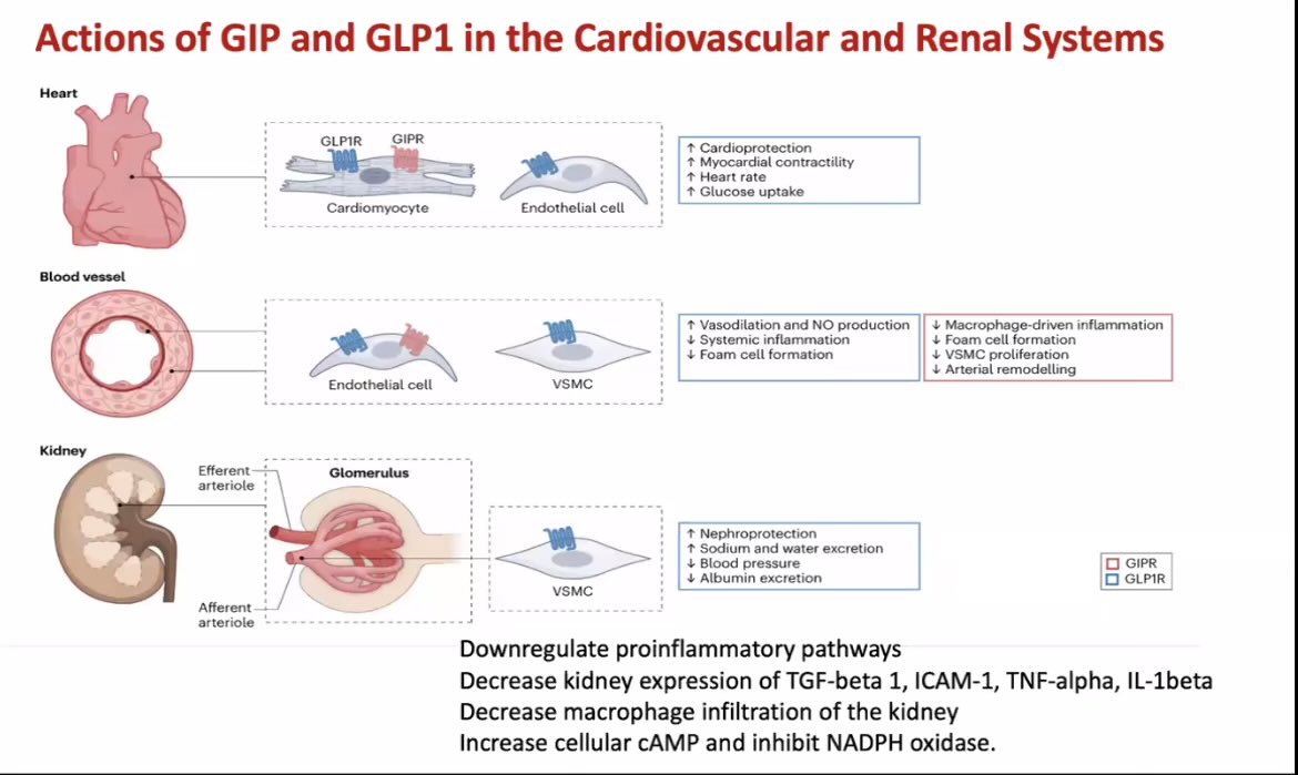 How GLP pathway affects CV and kidney physiology

And
Nice summary of kidney outcomes in GLP-1 R Agonists 
by Dr Angela Wang

On Obesity and kidney disease
#Nephpearls 
#ThisIsIsn
#ISNwebinar