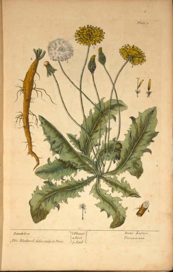 “Long plaintine Leaves Dandy Lion roots & Ground Ivy made into tea good to be drank in any fever.”
-Herbal and Household Book 1738, 1778-85, South Carolina lowcountry