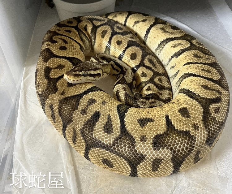 もう少し🥚

#ボールパイソン
#ballpython
#爬虫類
#球蛇屋