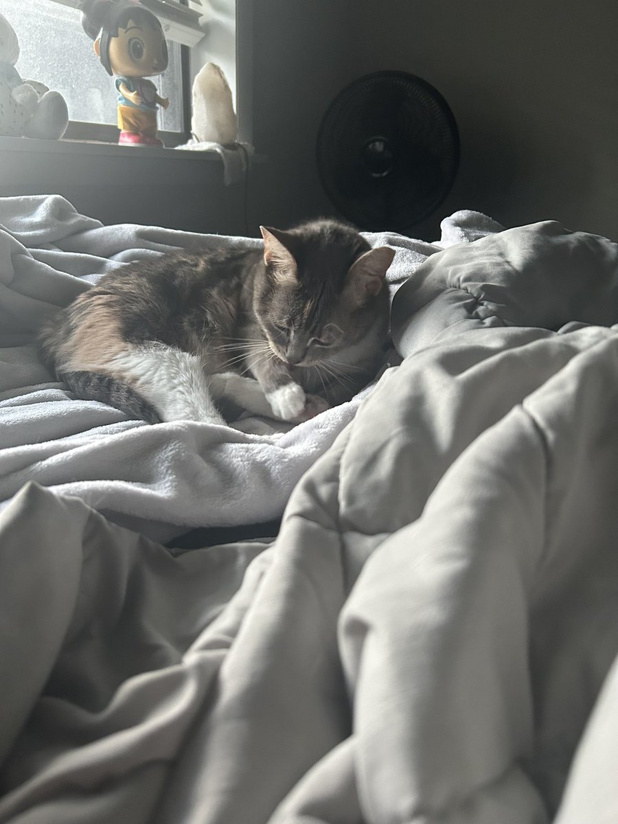 TROLLK4ABA's tweet photo. fuck ass cat https://t.co/fwzjE46n2z