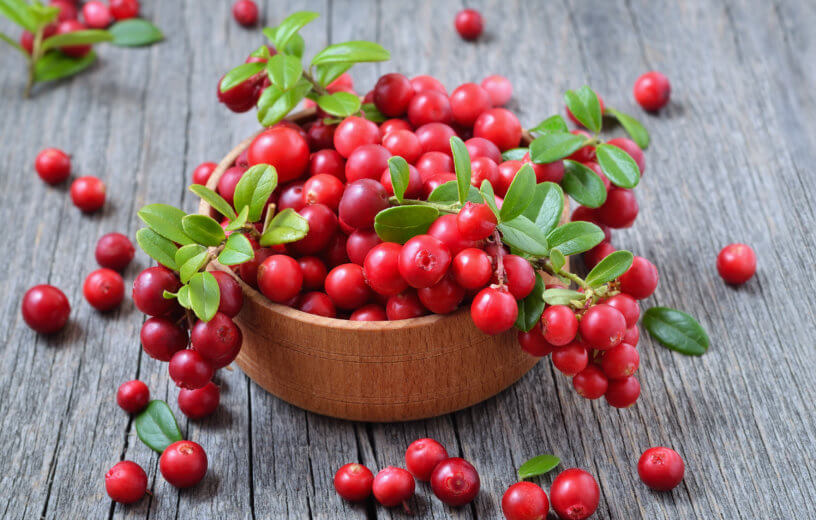 Cranberry Extracts can revitalize gut health in just 4 days. 'After just four days, the cranberry extract caused a bloom in a type of good bacteria called bifidobacteria, which are known as beneficial “probiotic” microbes that help maintain a healthy gut. At the same time,