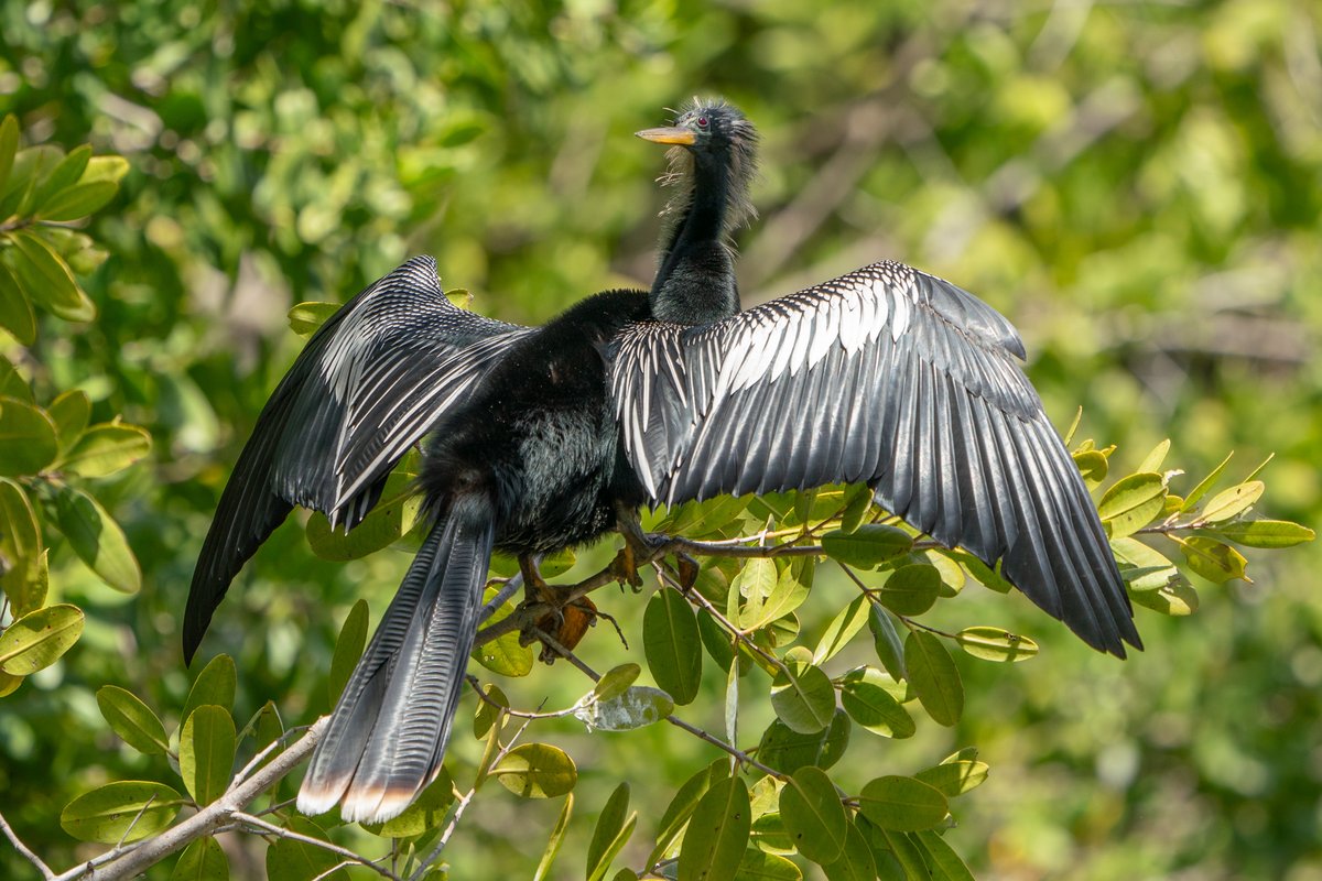 Beyond simply drying off, when a bird spreads its wings, it often seeks to absorb solar energy. Anhingas, in particular, utilize this behavior to supplement their low metabolic heat production and counteract their significant rate of heat loss.