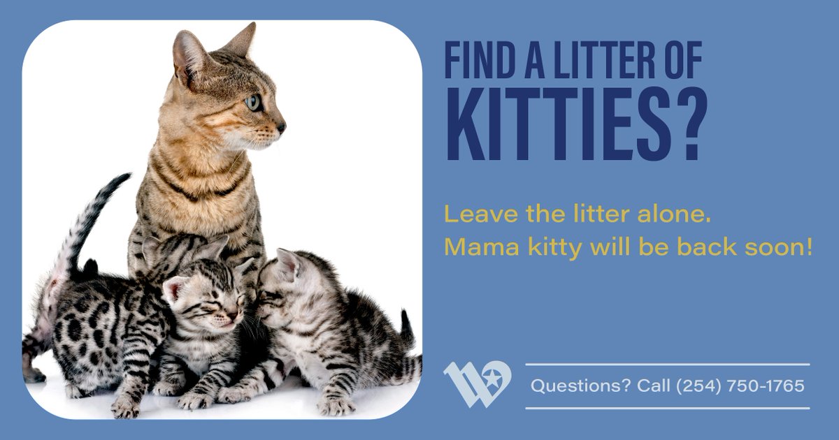 What should you do if you find a litter of kitties? Leave them alone!

Mama kitty frequently leaves for hours at a time to find food & water for her babies, but she knows exactly where she left them & will be back soon.

👉 Questions? Call (254) 750-1765

#wacotexas #wacotx
