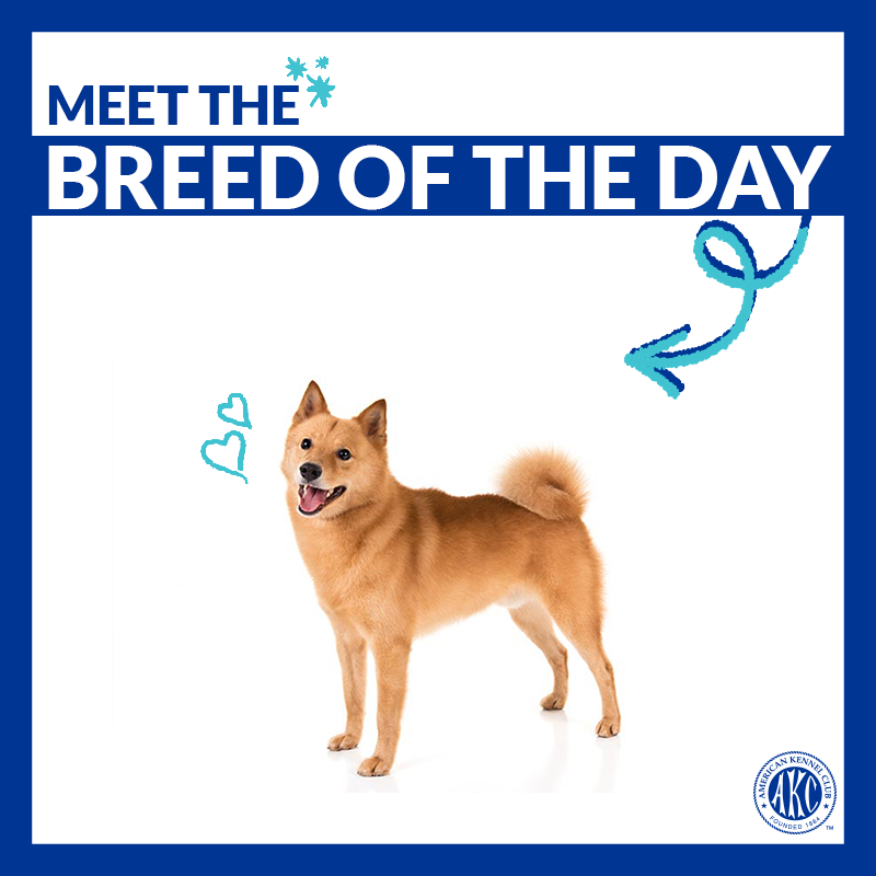Good-natured, friendly, and lively. Meet the Finnish Spitz → bit.ly/2LNsyuW #ThisisAKC