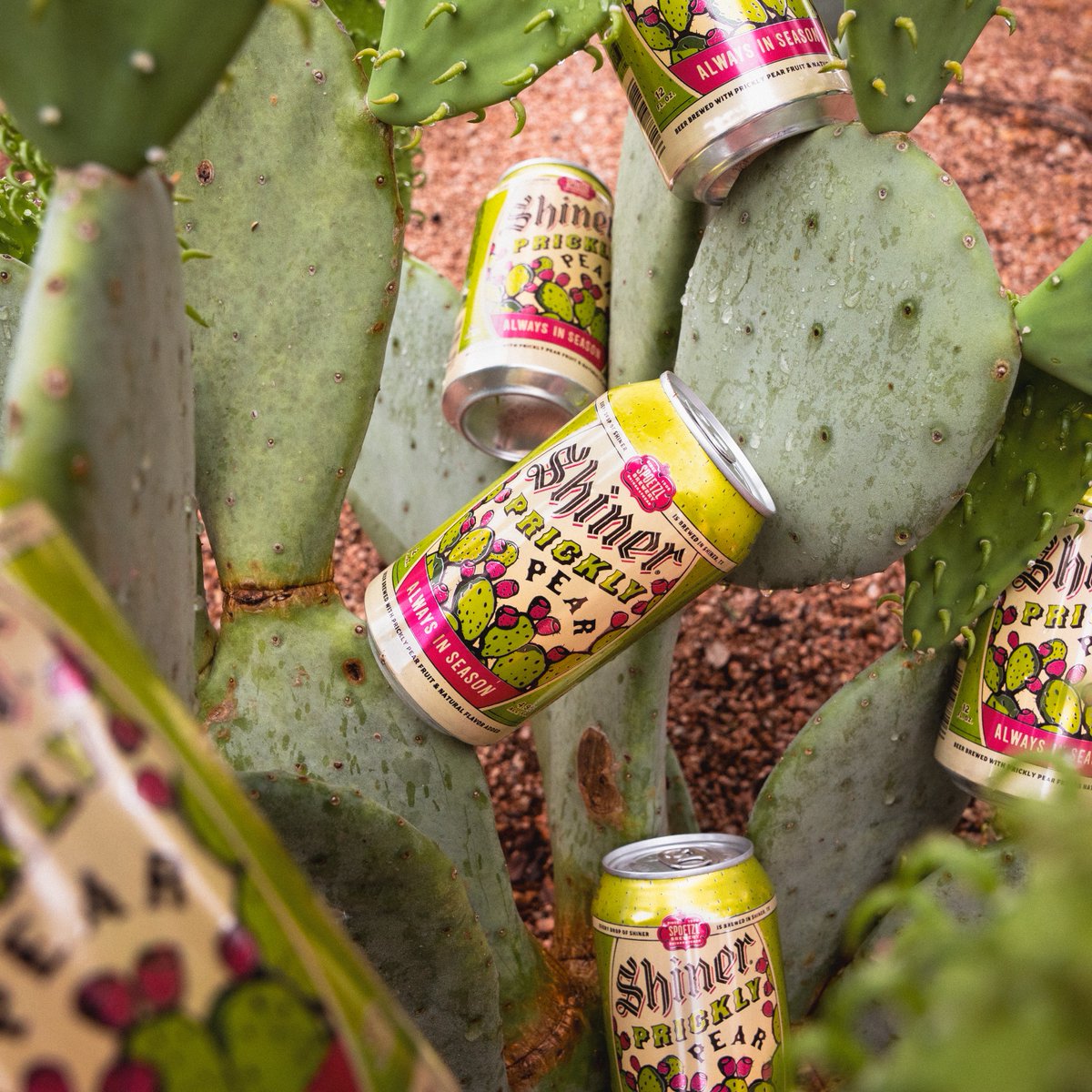 Looks like yet another bountiful harvest of Prickly Pears from our prickly pears 🌵🍺