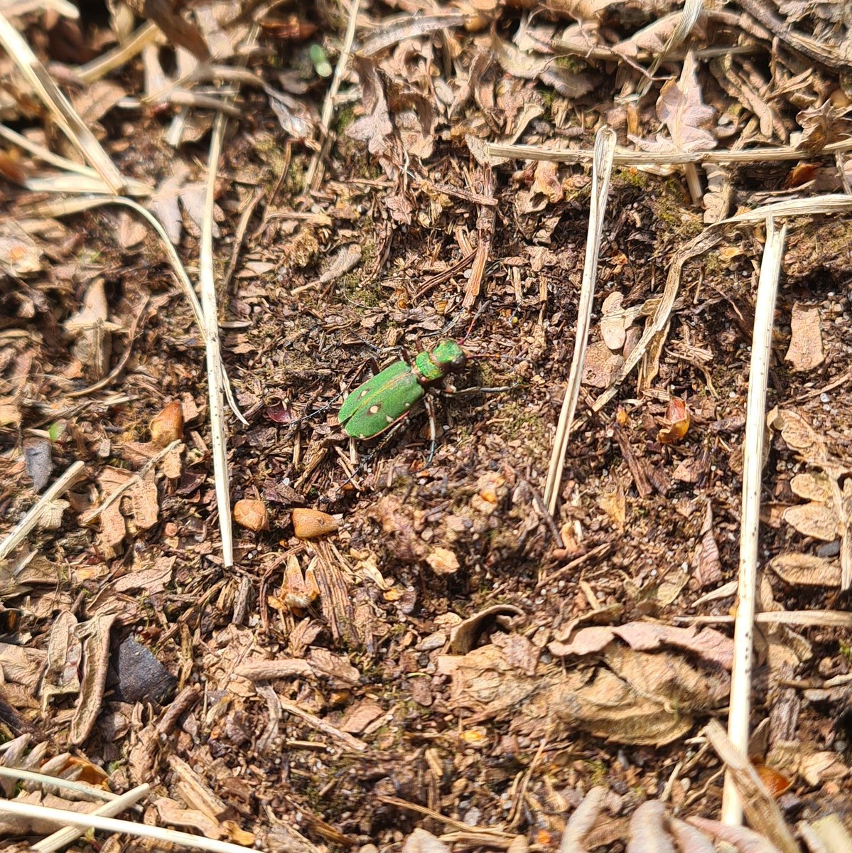 Green tiger beetle seen in Birmingham earlier this week. One of my favourite UK insects, isn't it gorgeous?! 💚