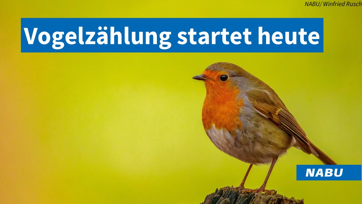 Zählt mit! 🐦‍⬛ Vom 9. bis 12. Mai zählen wir wieder Vögel. Jetzt mitmachen: nabu.de/tiere-und-pfla…
