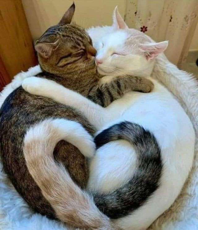 Can you feel the love? ♥️

#adorablecats #catpics #kittens #kittenlove #kitty #cats #catlife #meow #catlove #catloversclub #cutecats #gatos #animals #CatsofTwitter #Caturday #Purrtacular