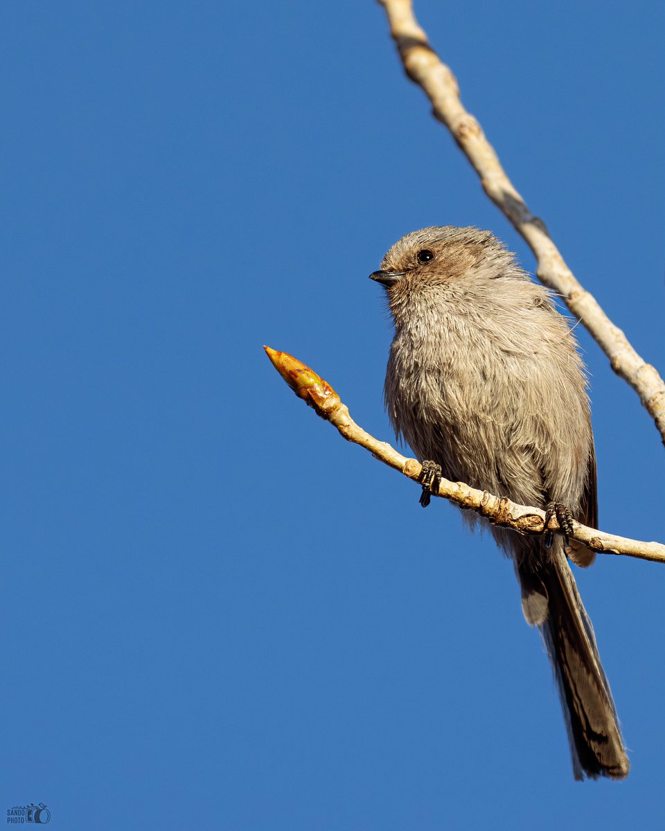 A lifer for me, this little Bushtit received me when entering Belmar Park
📍Denver, Colorado
#BirdsSeenIn2024 #birdwatching #birds #birdphotography #ShotOnCanon #TwitterNatureCommunity #TwitterNaturePhotography #BirdsOfTwitter