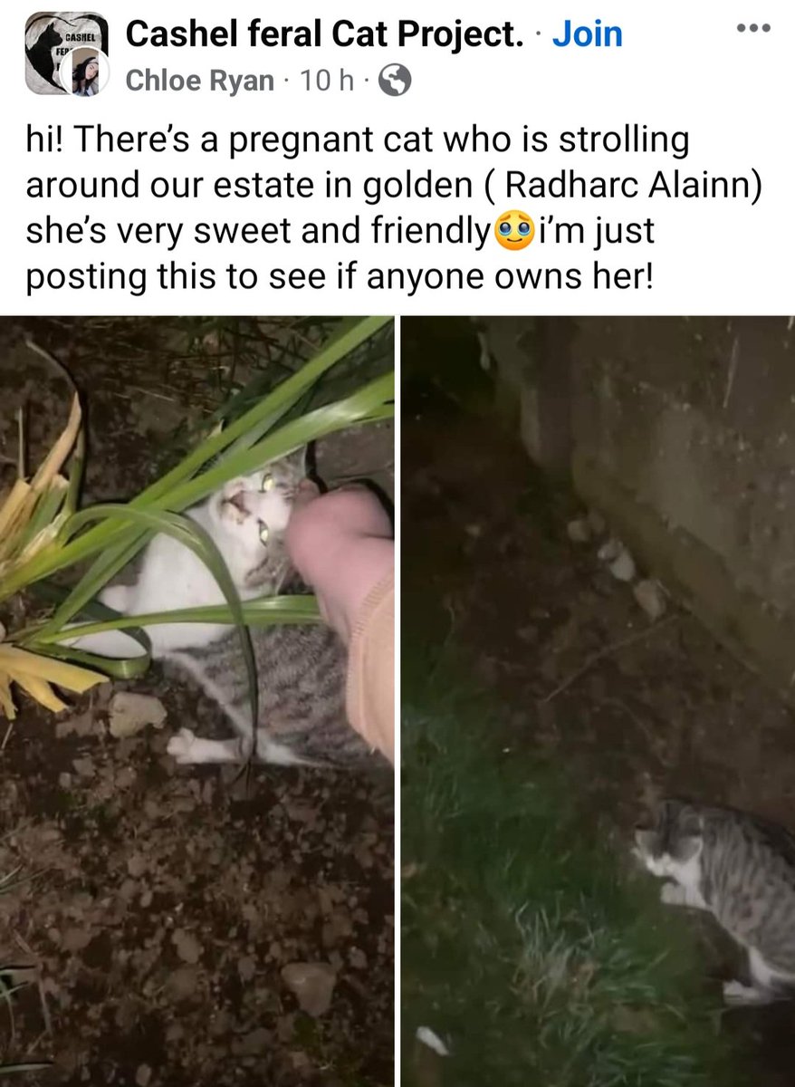 Can anyone help this cat in #Cashel