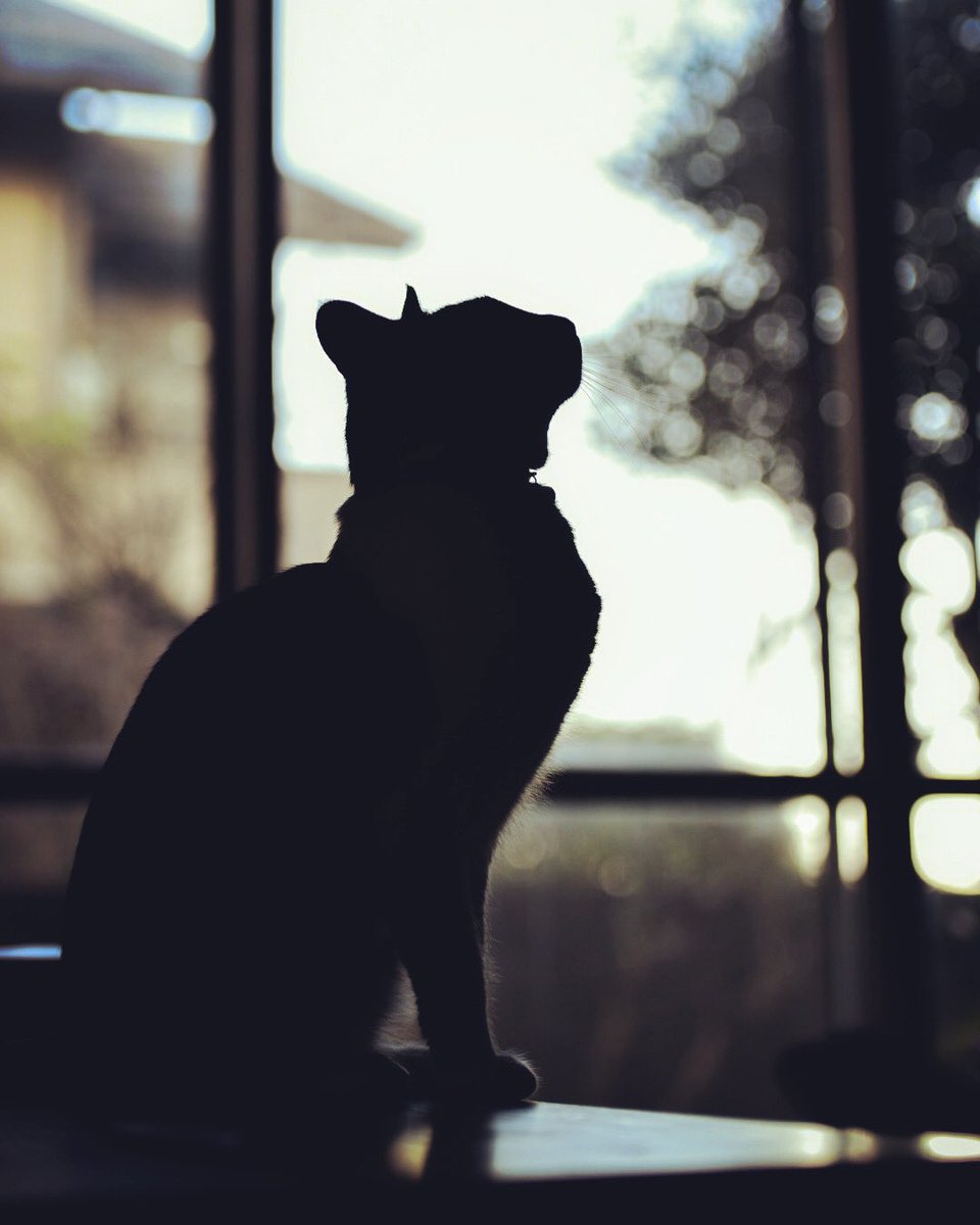teru_61's tweet photo. #見た人は無言で猫をあげる https://t.co/W5V6UHi5WW
