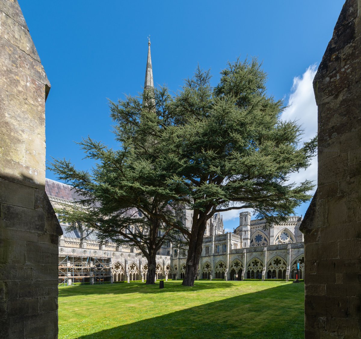 Have you seen our magnificent cedar trees? They can be admired from all angles as you walk around the Cloisters 🌳 Our cedar trees are always a beautiful sight to see during the Spring season. 📷: Martin Cook