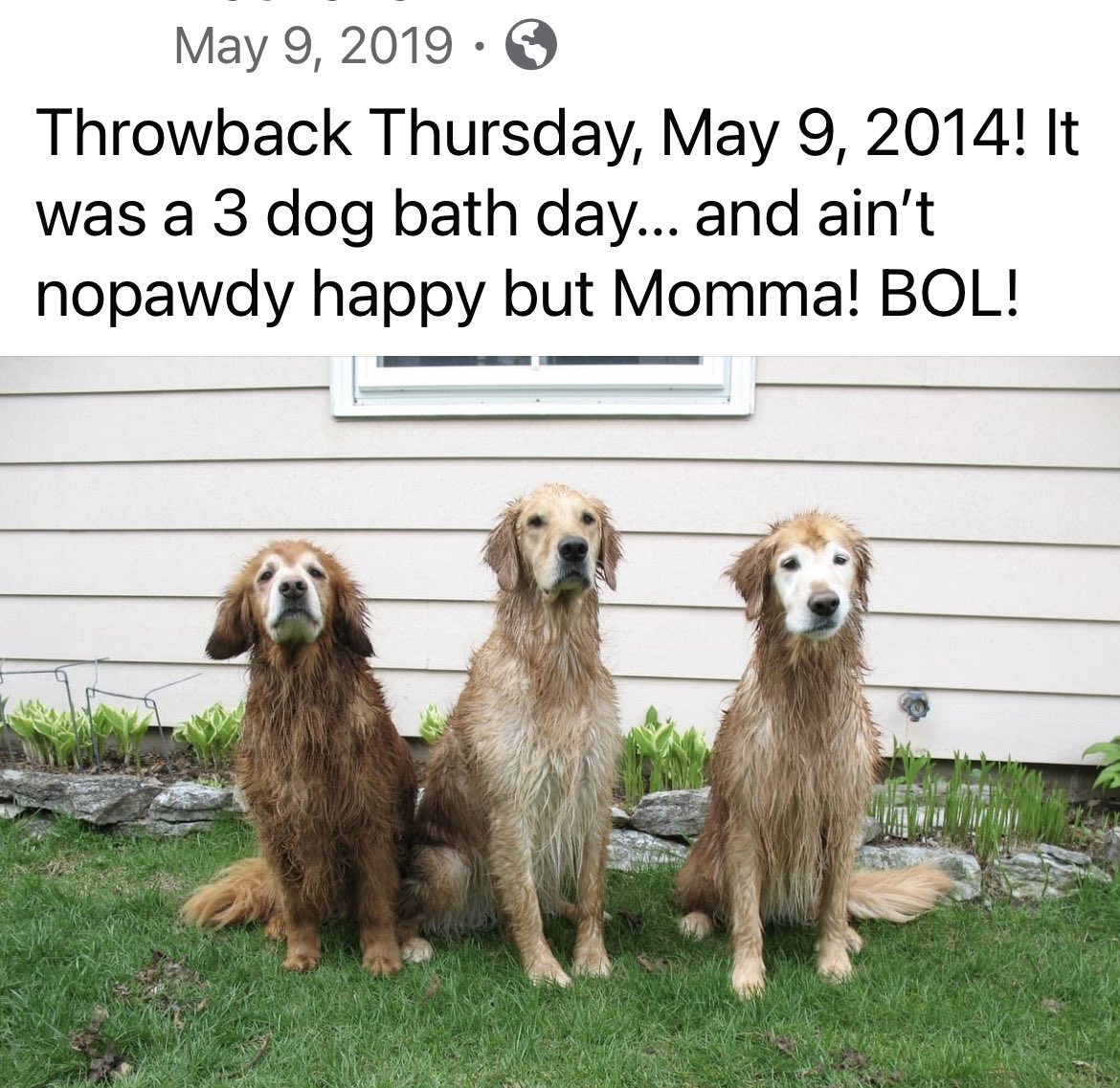 It’s #ThrowbackThursday time! Look at these poor pathetic Goldens who had to suffer through baths! 😉😂 😇Jazz, 😇Darbi & 😇Sadie