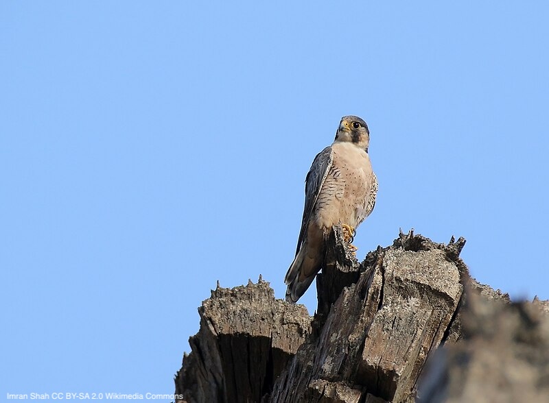 Alloparental Care of Eurasian Kestrel (Falco tinnunculus) Broods by Barbary Falcon (F. peregrinus pelegrinoides) | doi.org/10.3356/jrr2384 | Journal of Raptor Research | #ornithology