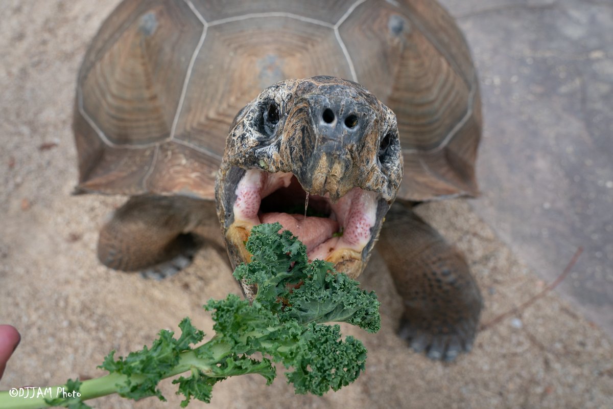Galapagos tortoises are one of the longest lived animals on earth and can live up to 150 years!