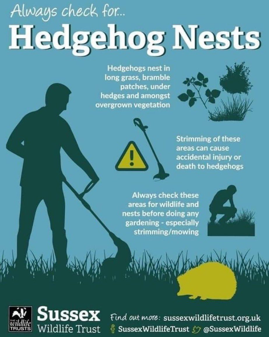 📣Day 5 of #HedgehogWeek (1 of 4) Please check long grass/undergrowth v carefully BY HAND 🖐️ before cutting. Hedgehogs sleeping there will hear ur strimmer/mower advancing but they HAVE NO FIGHT OR FLIGHT RESPONSE. They will just ball, stay quiet & hope you’ll go away (contd…)