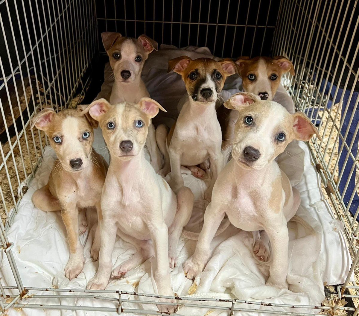 PUPPIES 💖💖💖🌟🌟🌟

6 of our 8 little guys who came into our care last week…they are seriously adorable and so cute…PUPPY LOVE 💖💖

Please donate towards these little guys, wormers, vaccinations, food, chips and general over the top 5 star care that they totally deserve
