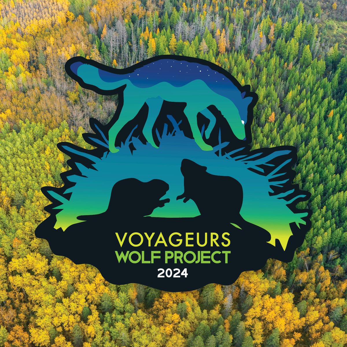 Introducing the 2024 VWP sticker—the most unique wolf sticker you have ever seen! Anyone who donates (link to donate below) to our annual spring fundraiser that we just launched will get this sticker as a token of our thanks!