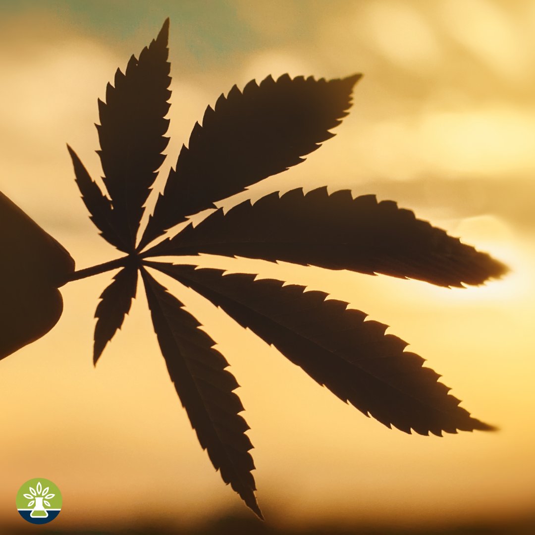 MoCann Testing (@mocanntesting) on Twitter photo Silhouetted Serenity: A Cannabis Leaf at Sunset 🌿
#MCT #MoCannTesting #MoCann Silhouetted Serenity: A Cannabis Leaf at Sunset 🌿
#MCT #MoCannTesting #MoCann