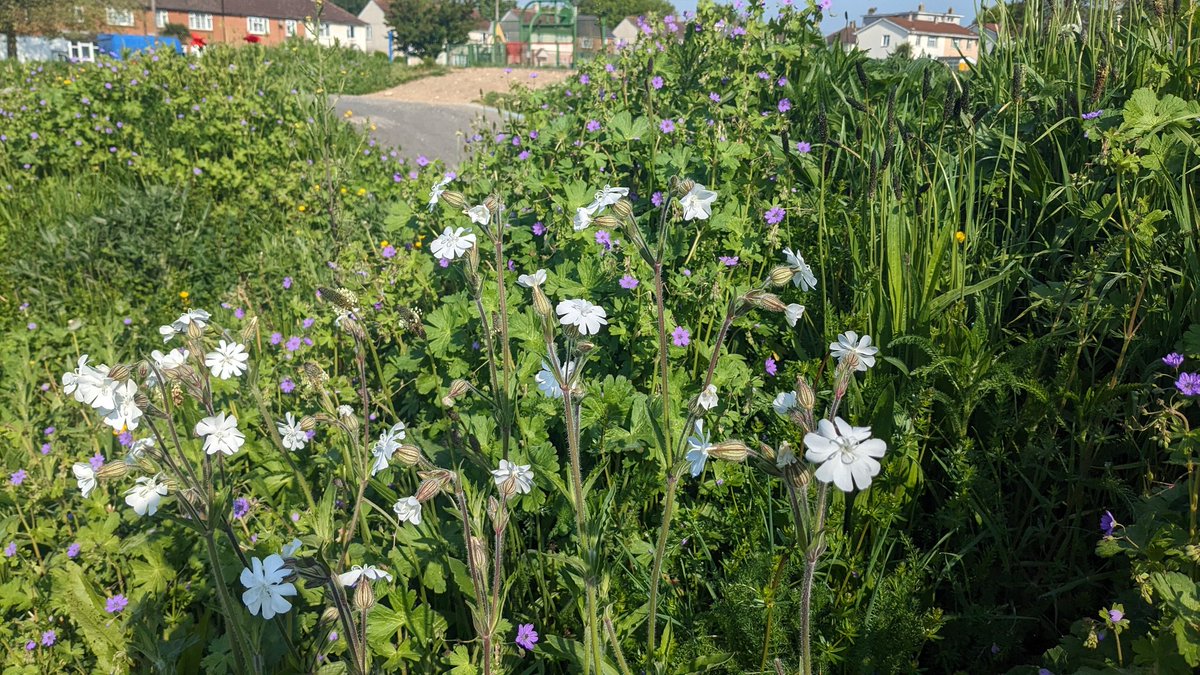 Loving the #wildflowers coming up on the #pumptrack again this year! It's great I have been part of building something that is getting 100s kids active every week, enabling families to spend time together in a nice space as well as increasing #biodiversity