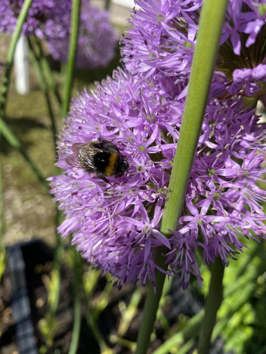 G27Marco's tweet photo. Ça se passe comme cela à la journée des #plantes à #Bergeres! La 32 eme ! #fleurs  #potiers #vannerie #producteurs #locaux #aube #champagne #grandest https://t.co/rurZSehY7f