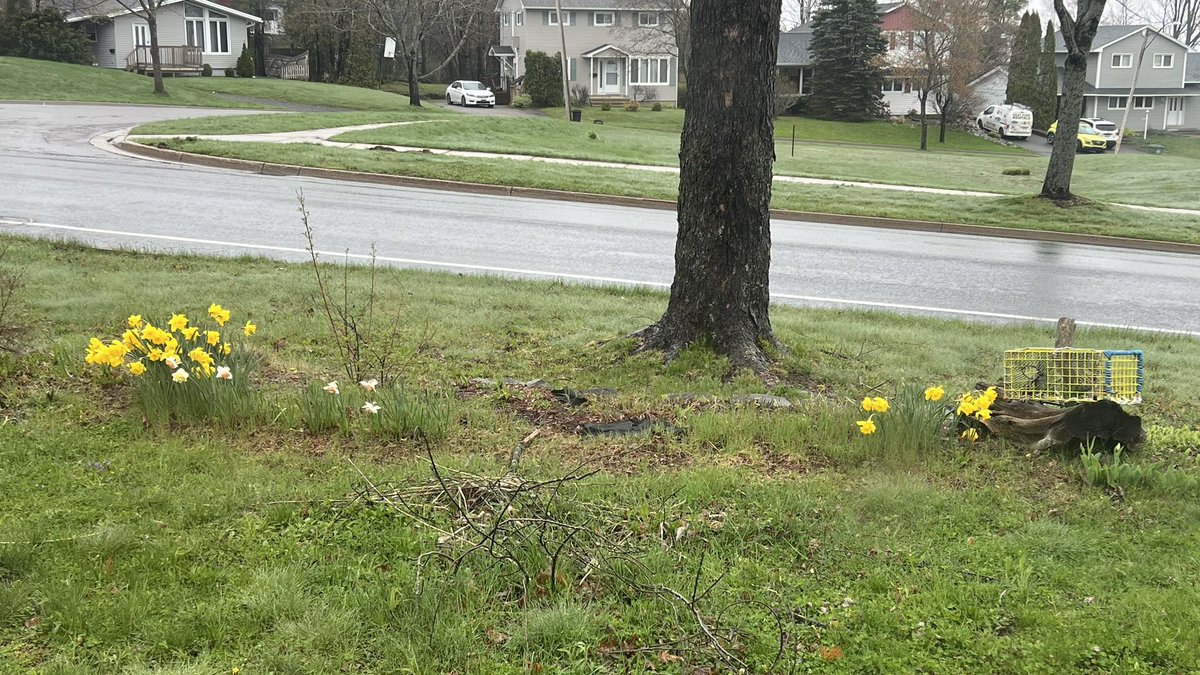 Raining in Fredericton NB this morning. The flowers are blooming and the grass is green. @weathernetwork @MurphTWN @NateTWN @StormHour @KMacTWN @retweet_weather @WxMelinda21 @RhythmTheMet @KalinMitchelCTV @tsimpkin @ryansnoddon