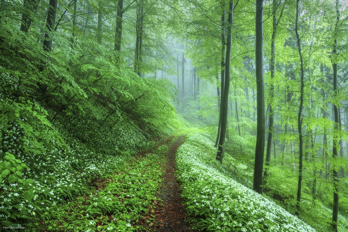 Last Minute Wild Garlic 
Wild  Garlic (Bärlauch) is one of the last spring flowers here. The green  canopy of the beeches is already closed, but there is still a white  carpet in some corners of the forests. 
Bavaria, Germany
#landscapephotography #spring #forest