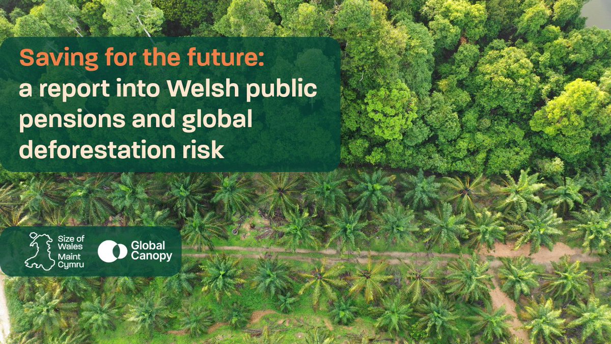 🚨Findings of our report with @GlobalCanopy 🔴54% of Welsh public sector pension funds (£10bn) are at risk of financing deforestation 🔴Nearly £1 in every £10 (£1.8bn) is at high risk of financing deforestation Full report: sizeofwales.org.uk/wp-content/upl… 🧵1/7