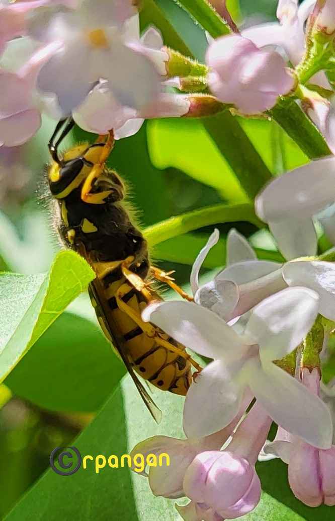 Wasp on the lilacs in the garden. #InsectThursday #wasp #GardenersWorld #flowers #TwitterNatureCommunity #springtime #springflowers
