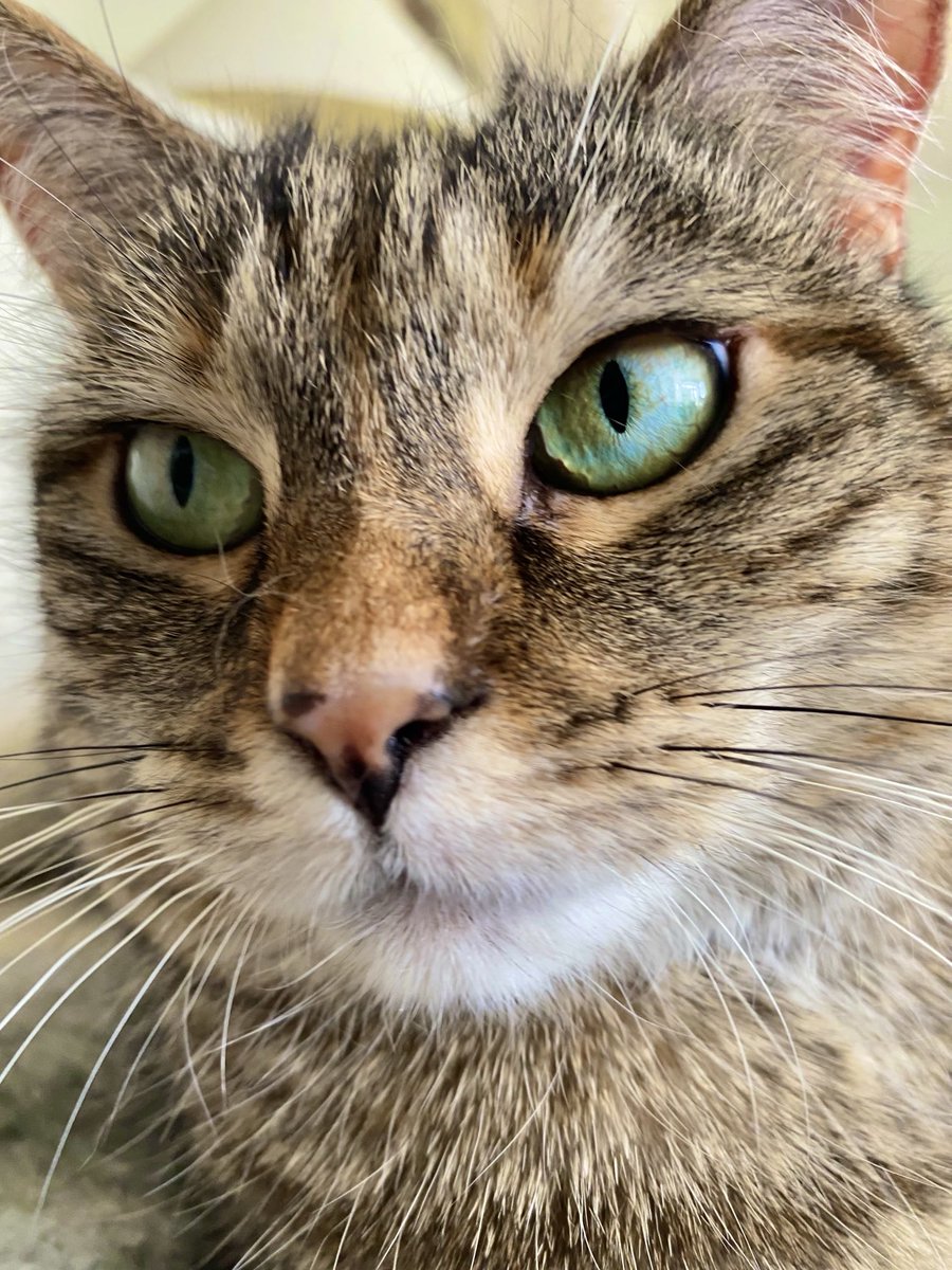 PickliciousF's tweet photo. Mummy! I’m cross eyed with love again!! https://t.co/nTkVfGieVQ