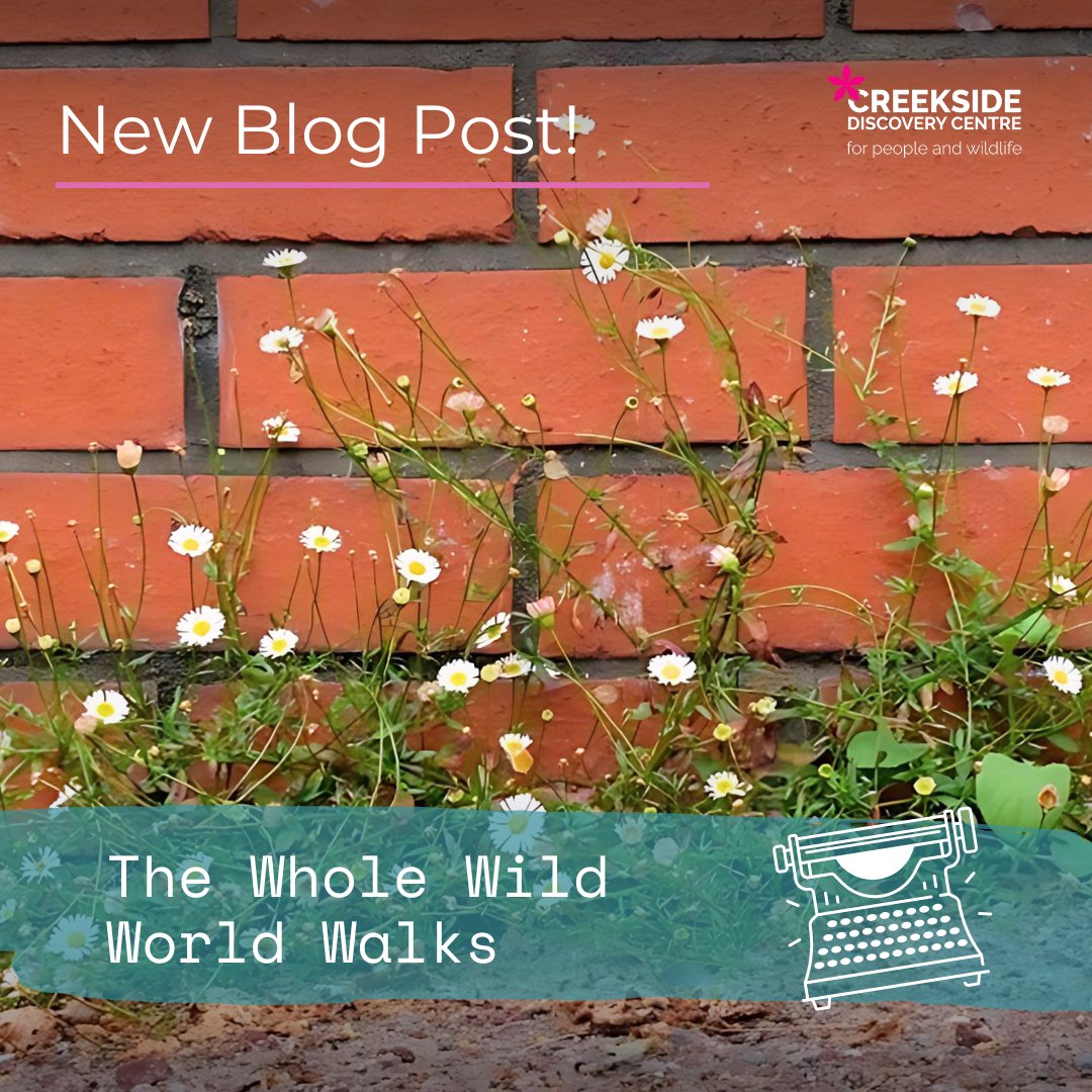 Explore Deptford's diverse flora with our latest blog post, 'The Whole Wild World'. Discover the global garden in our own backyard. To read more about past walks check out the link for more information: creeksidecentre.org.uk/blog/post/the-… #deptford