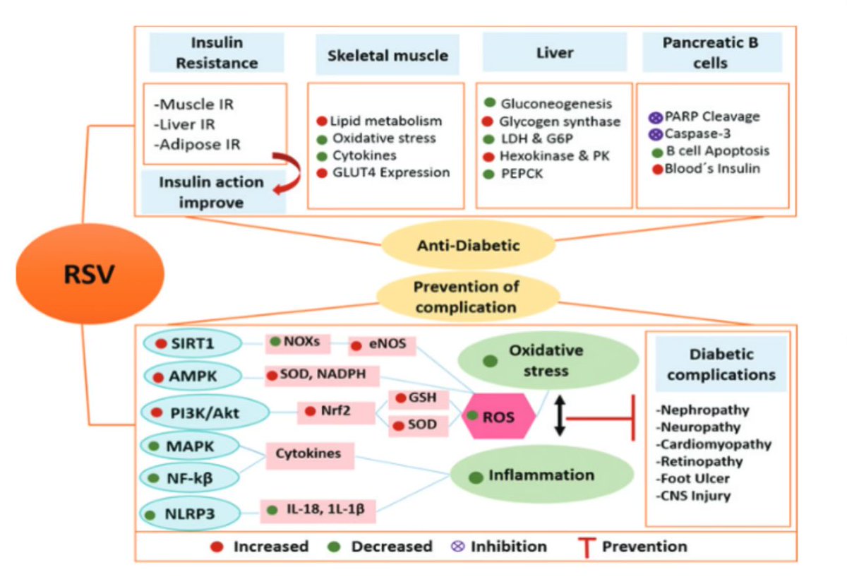 Study of published clinical trials concludes “resveratrol improves glucose homeostasis, induces autophagy, regulates lipid metabolism & ameliorates metabolic disorders…strongly associated with increased AMP-and SIRT1 in diabetic subjects.” tinyurl.com/bdevkb22