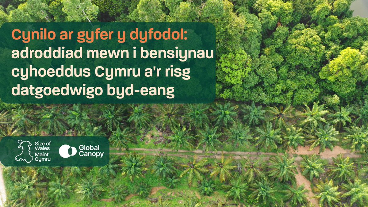 🚨Darganfyddiadau ein adroddiad gyda @GlobalCanopy 🔴54% o fuddsoddiadau Partneriaeth Pensiwn Cymru (£10bn) mewn perygl o gael eu hamlygu i ddatgoedwigo 🔴Mae bron i £1 ym mhob £10 mewn perygl mawr o ariannu datgoedwigo Adroddiad llawn: sizeofwales.org.uk/wp-content/upl… 🧵1/7