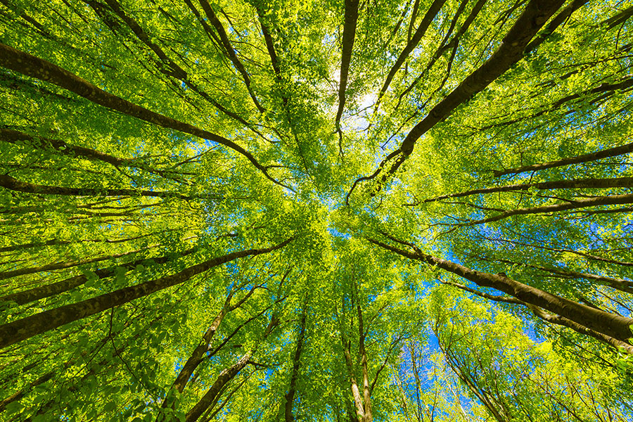 Trees play a significant role in regulating the global temperature by absorbing carbon dioxide (CO2) through photosynthesis, thereby reducing the amount of greenhouse gases in the atmosphere. This process helps mitigate the greenhouse effect, which contributes to global warming.