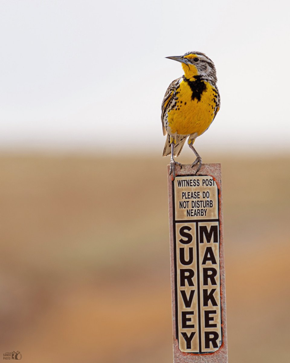 Meet our new surveryor, the Western Meadowlark at the at the Rocky Mountain Arsenal NWR
#BirdsSeenIn2024 #birdwatching #birds #birdphotography #ShotOnCanon #TwitterNatureCommunity #TwitterNaturePhotography #BirdsOfTwitter @USFWSRefuges