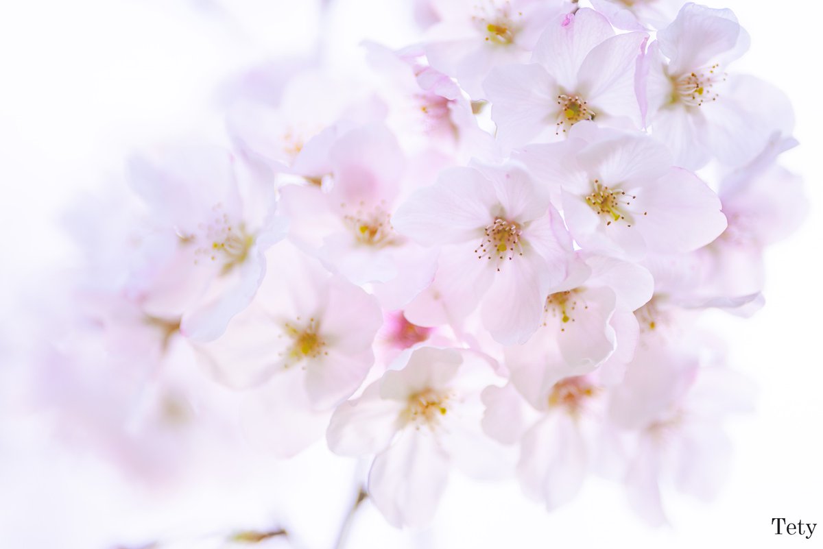 透明感😊 Transparency😊
(Nikon D610 + Sigma 135mm F1.8, trimmed)
#サクラ #さくら #桜 #sakura #cherryblossom #花 #flower #Japan #写真好きな人と繋がりたい #ファインダーの越しの私の世界 #東京カメラ部